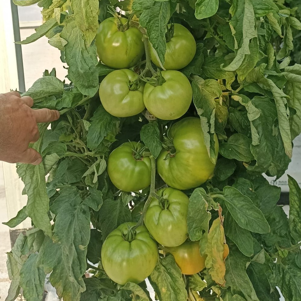 TOMATE JACK LARRAGA