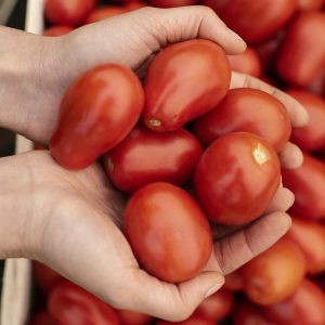 TOMATE PERA