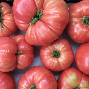 TOMATE ROSA